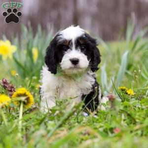 Nacho, Cavapoo Puppy